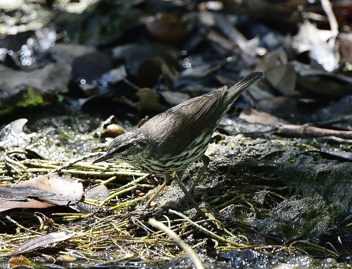 Northern Waterthrush - ML560393411