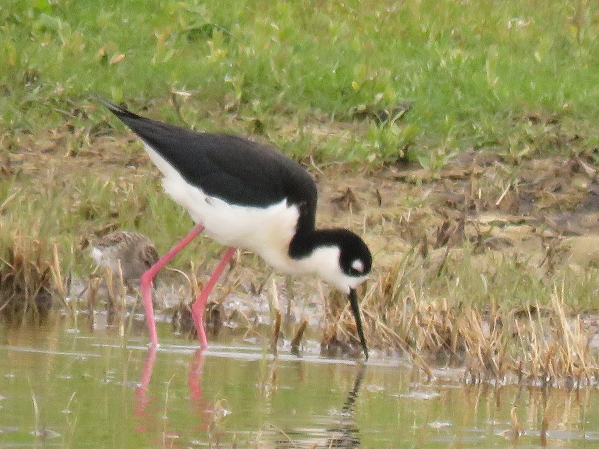 Black-necked Stilt - Suzi Holt