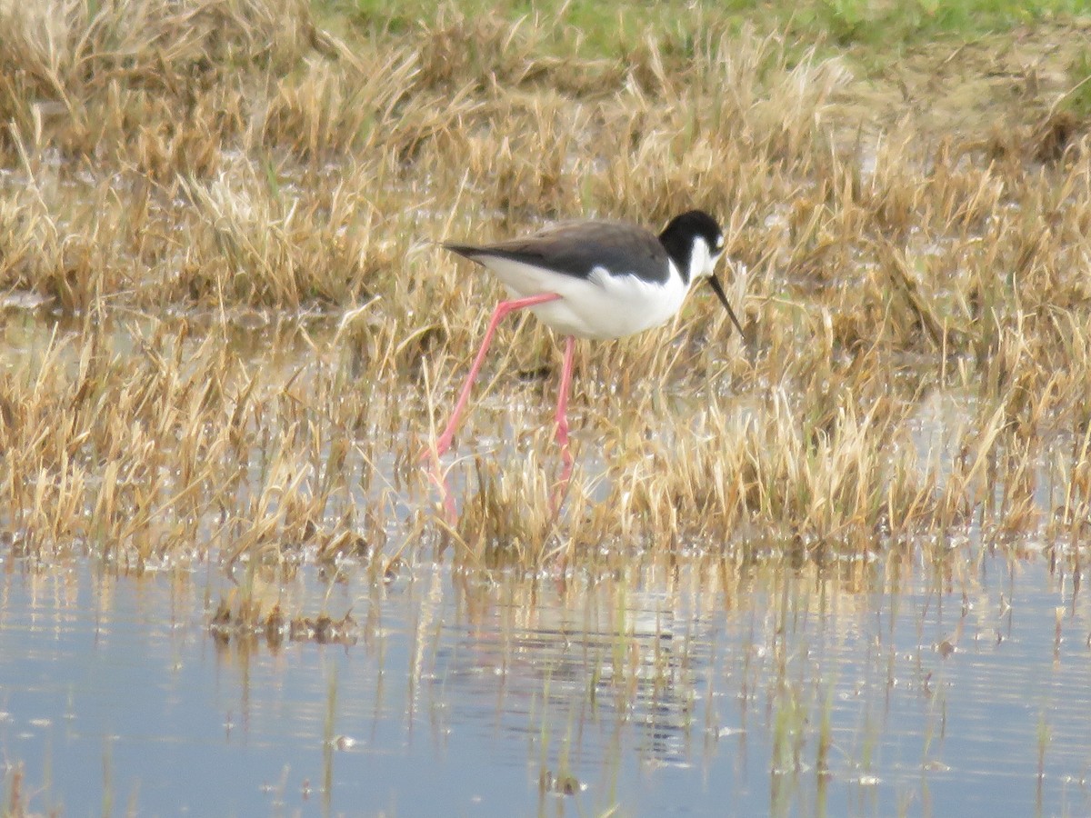 Black-necked Stilt - Suzi Holt