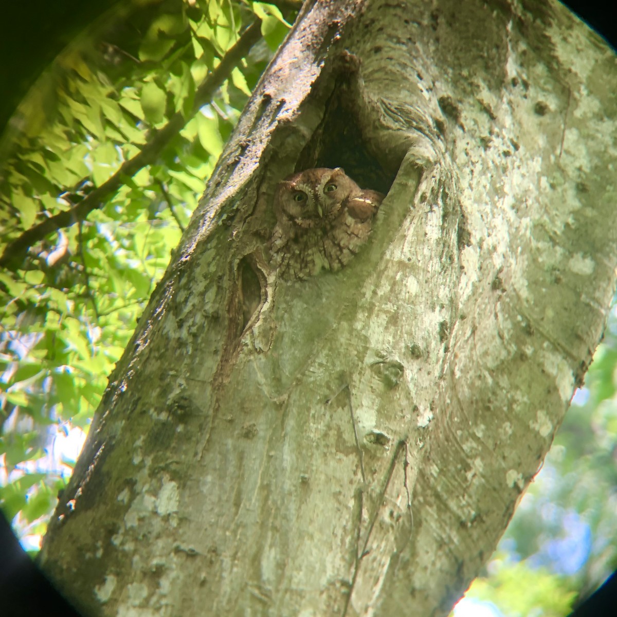 Eastern Screech-Owl - ML560394471