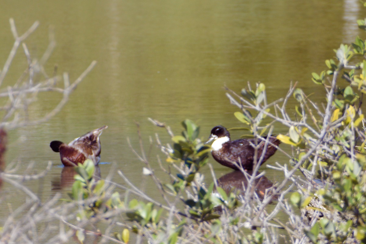 Mallard (Domestic type) - ML560394661