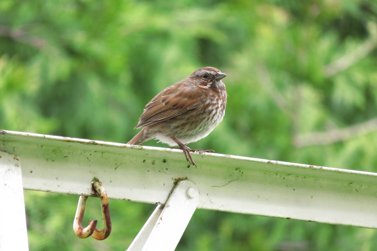 Song Sparrow - ML56039581