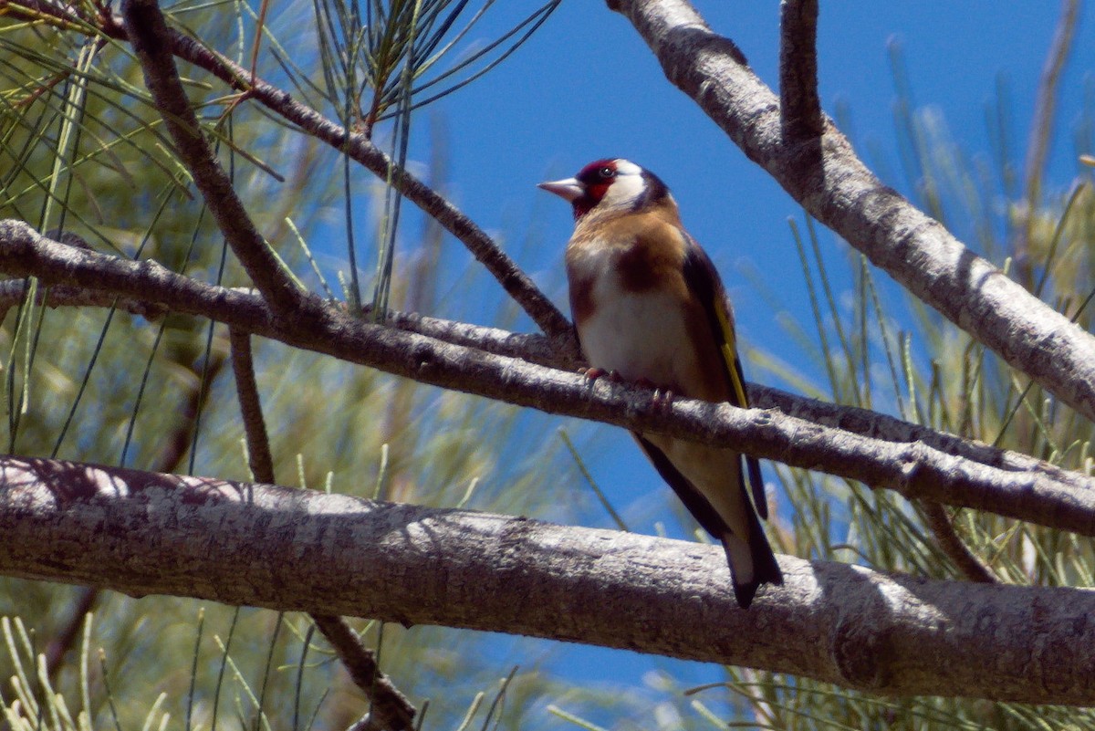 Chardonneret élégant - ML560395991