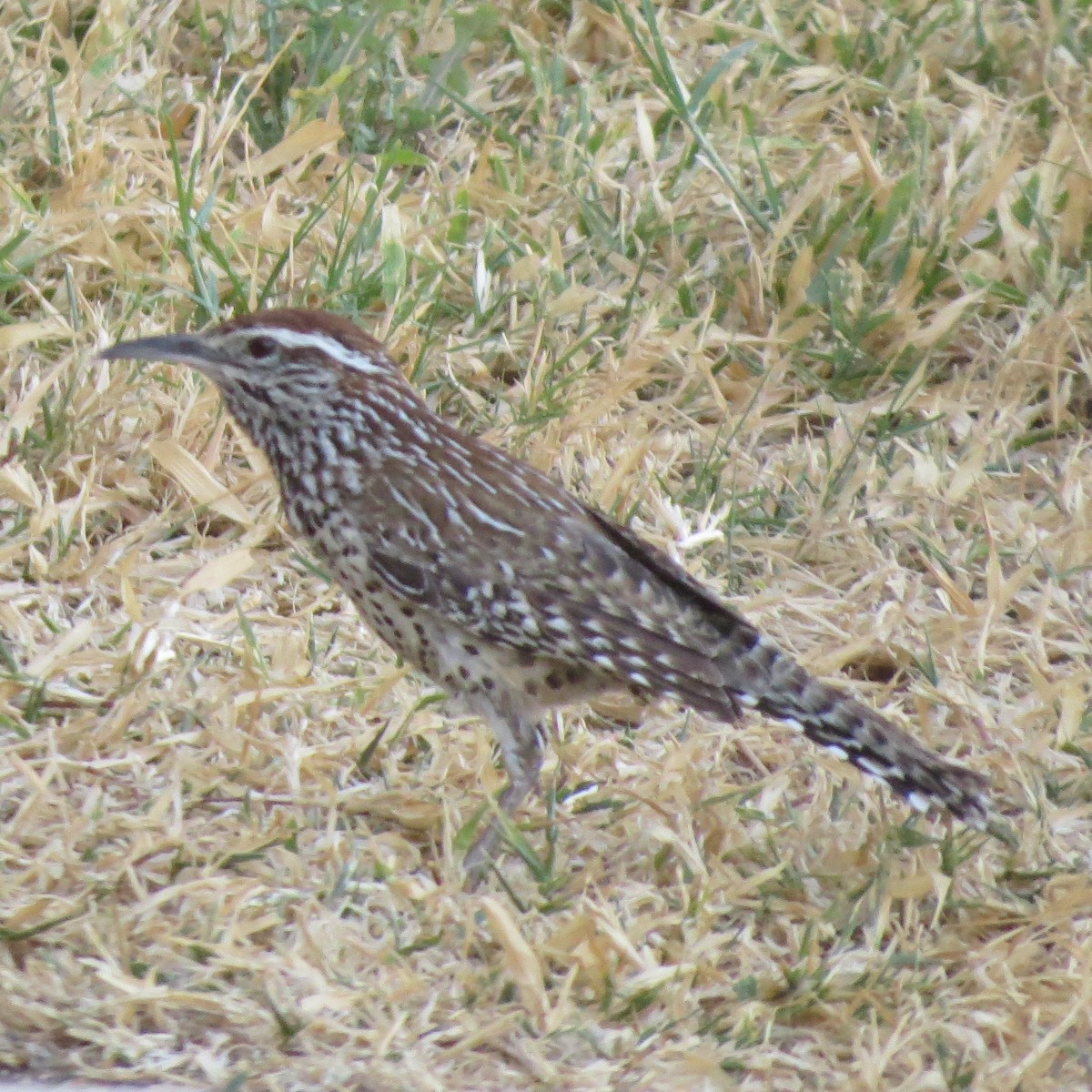 Cactus Wren - ML560396481