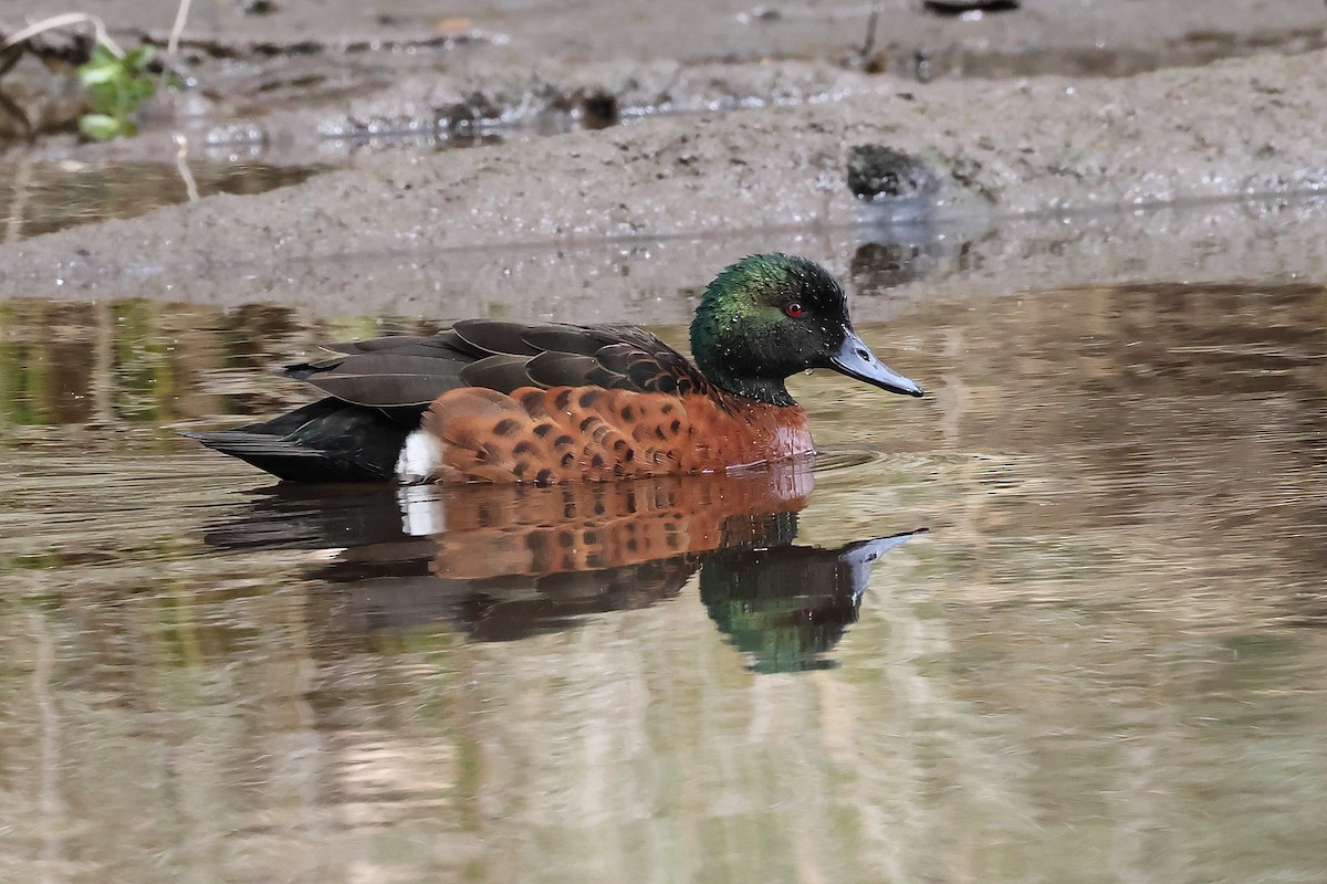 Chestnut Teal - Vernon Kretschmann