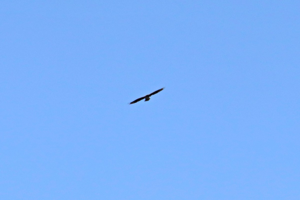 Bonelli's Eagle - ML560398101