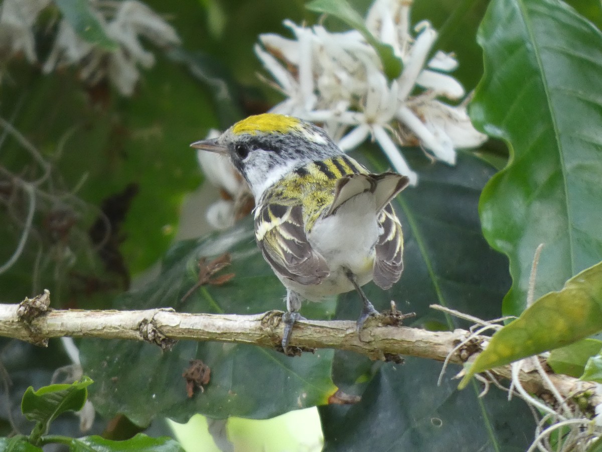 Chestnut-sided Warbler - NCNA Nicaragua