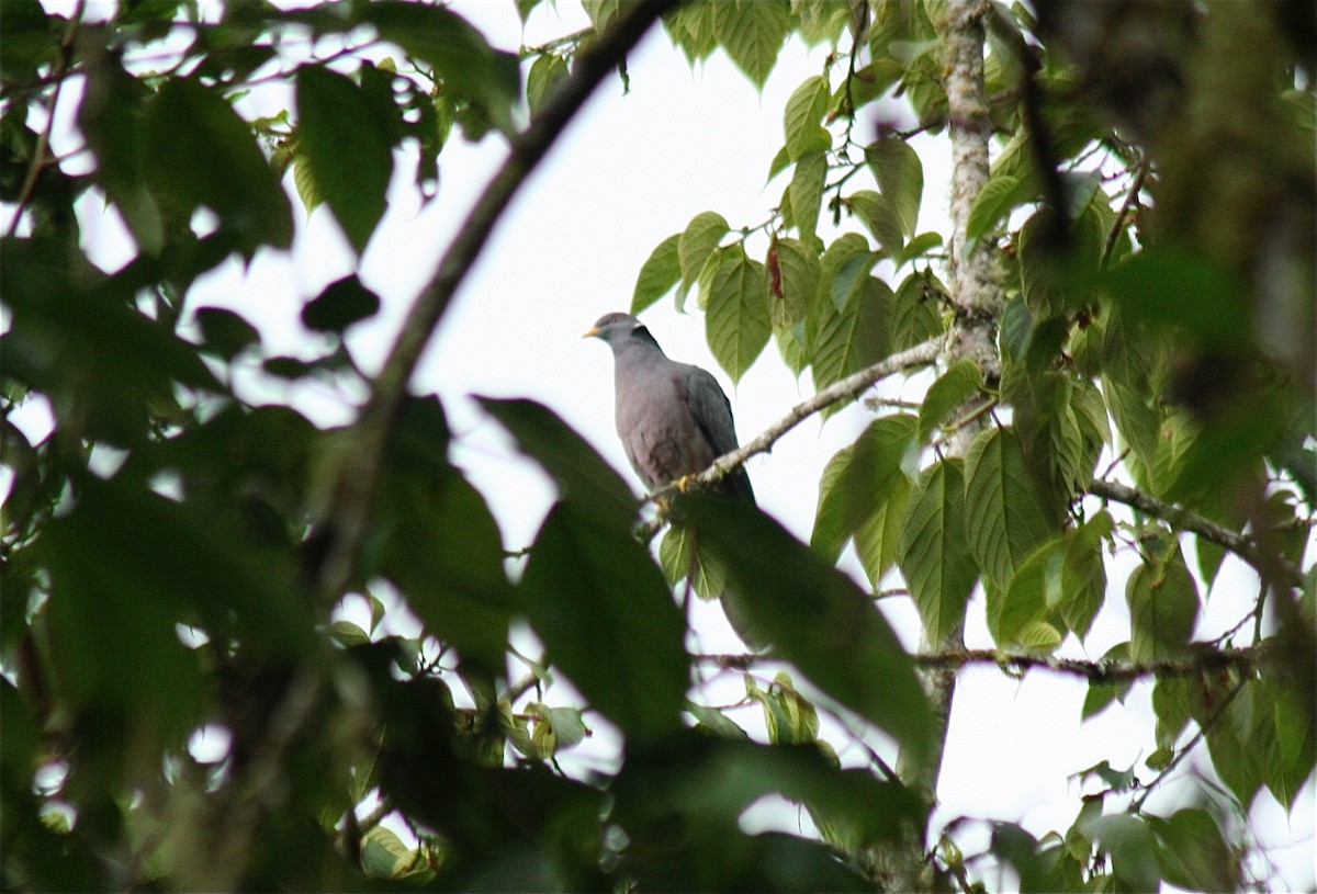 Band-tailed Pigeon - ML560398731