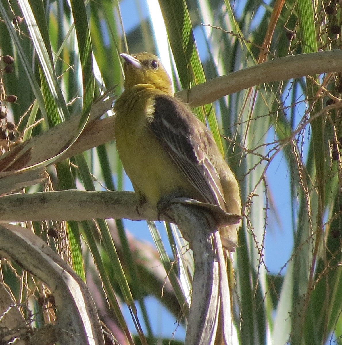 Hooded Oriole - ML560398961