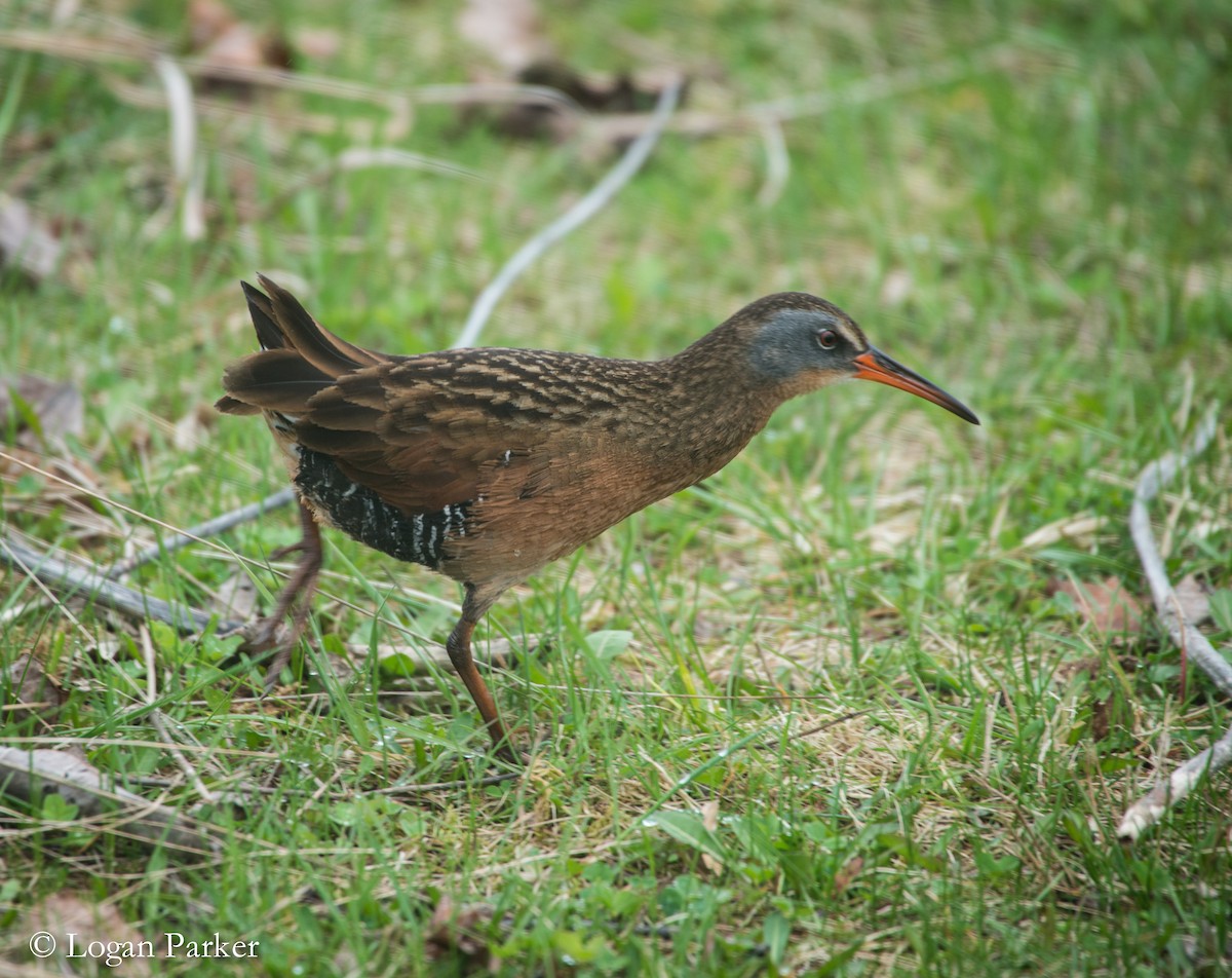 Virginia Rail - ML56039931