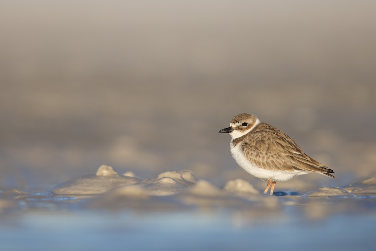 Wilson's Plover - Dorian Anderson