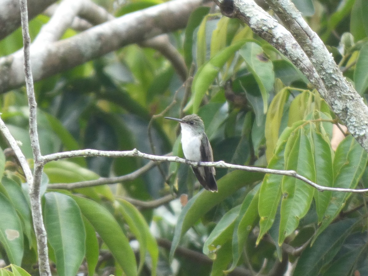 White-bellied Emerald - ML560399931