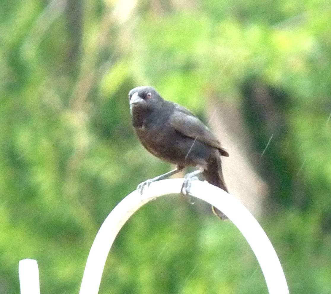 Bronzed Cowbird - Gigi DelPizzo