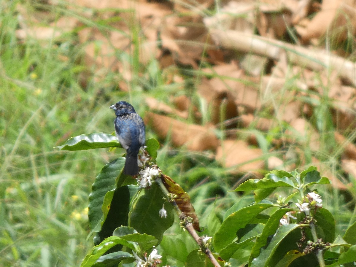 Blue-black Grassquit - ML560400131