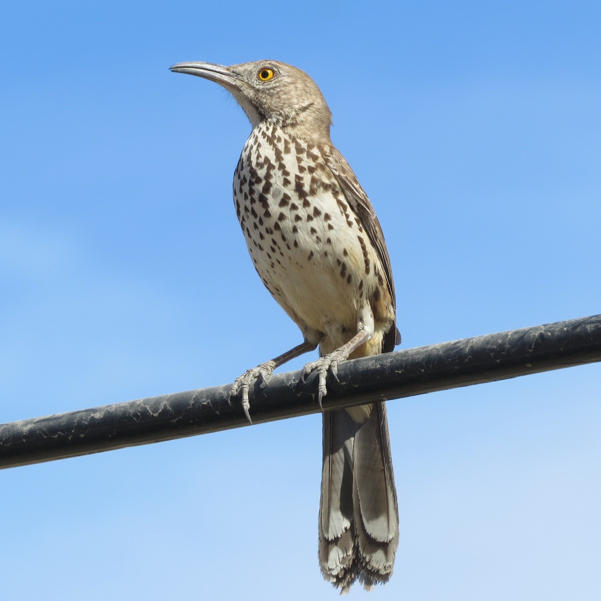 Gray Thrasher - ML560400141