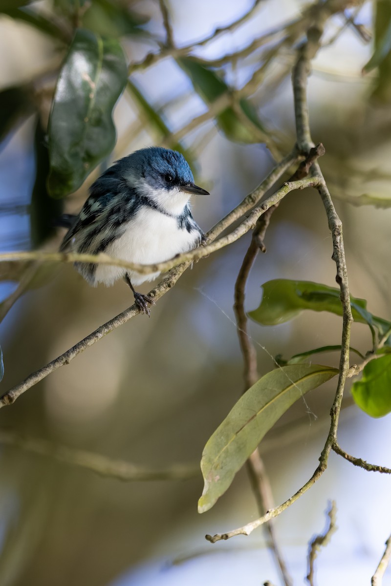 Cerulean Warbler - ML560400311