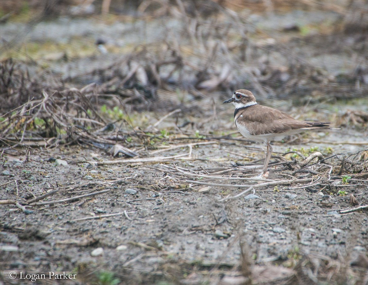 Killdeer - ML56040041