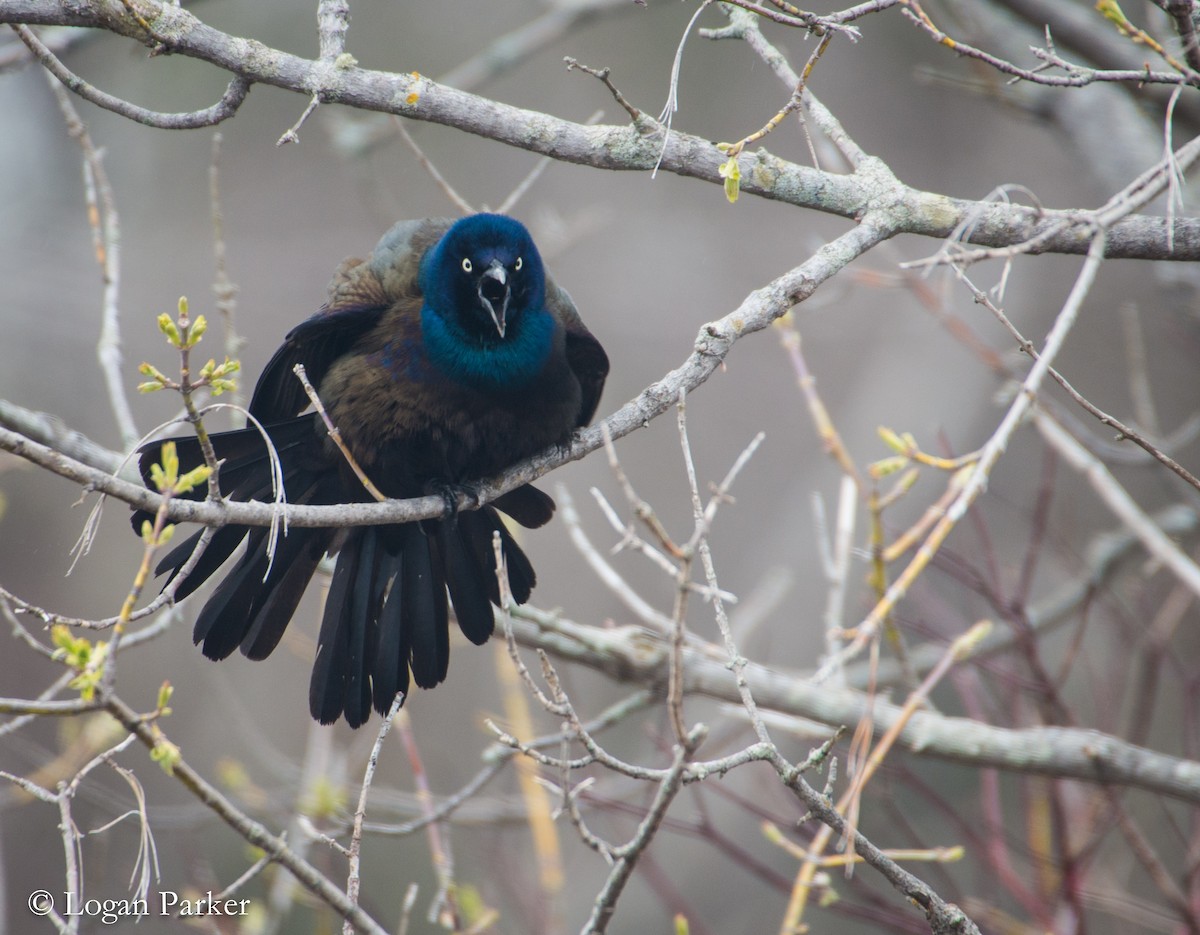 Common Grackle - Logan Parker