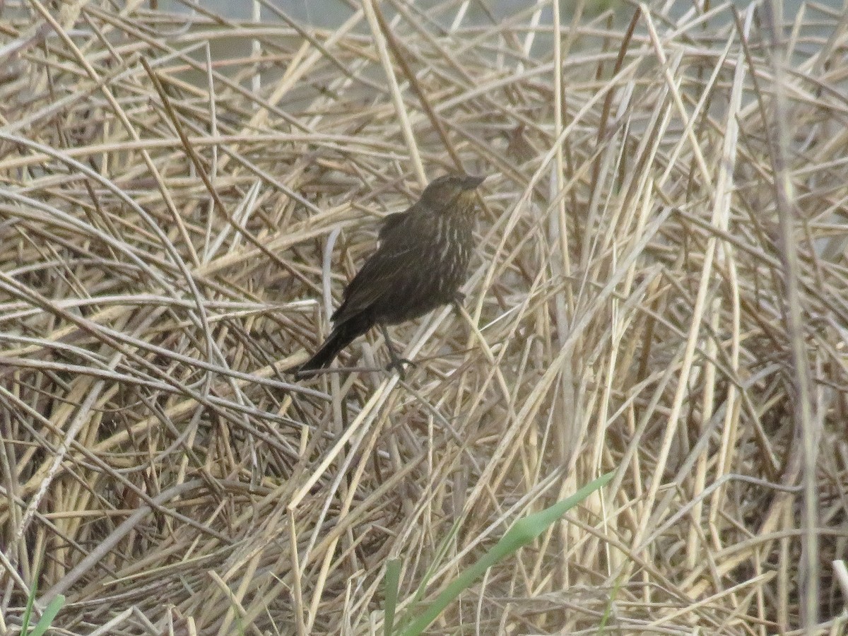 Red-winged Blackbird - ML560400711