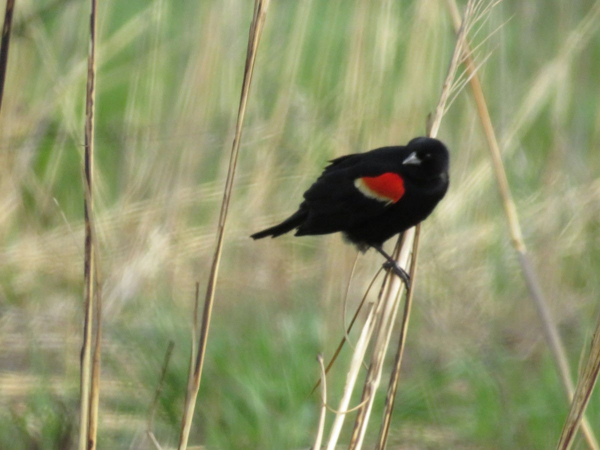 Red-winged Blackbird - ML560400721