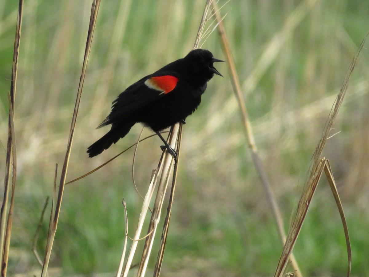 Red-winged Blackbird - ML560400731