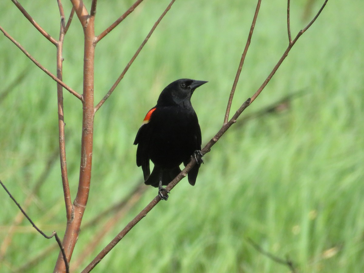 Red-winged Blackbird - ML560400741