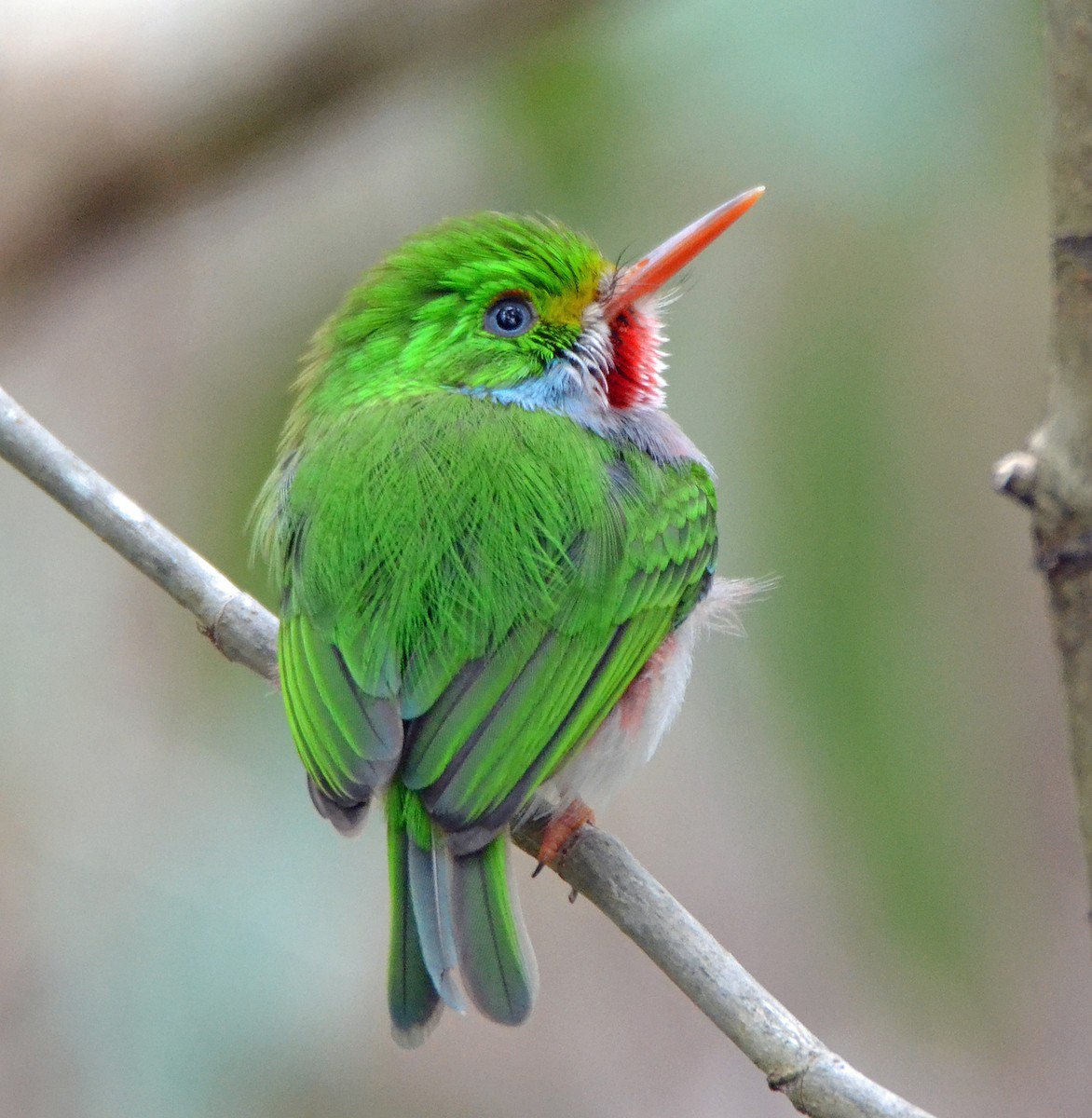 Cuban Tody - ML56040081