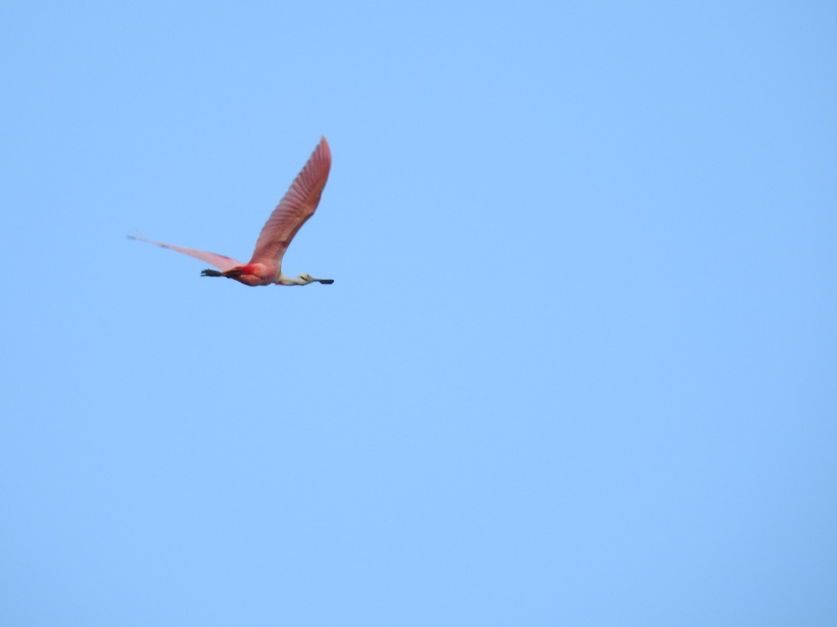 Roseate Spoonbill - ML560400911