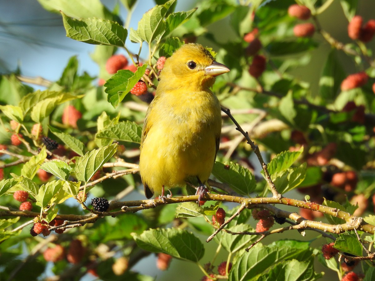 Scarlet Tanager - ML560401081