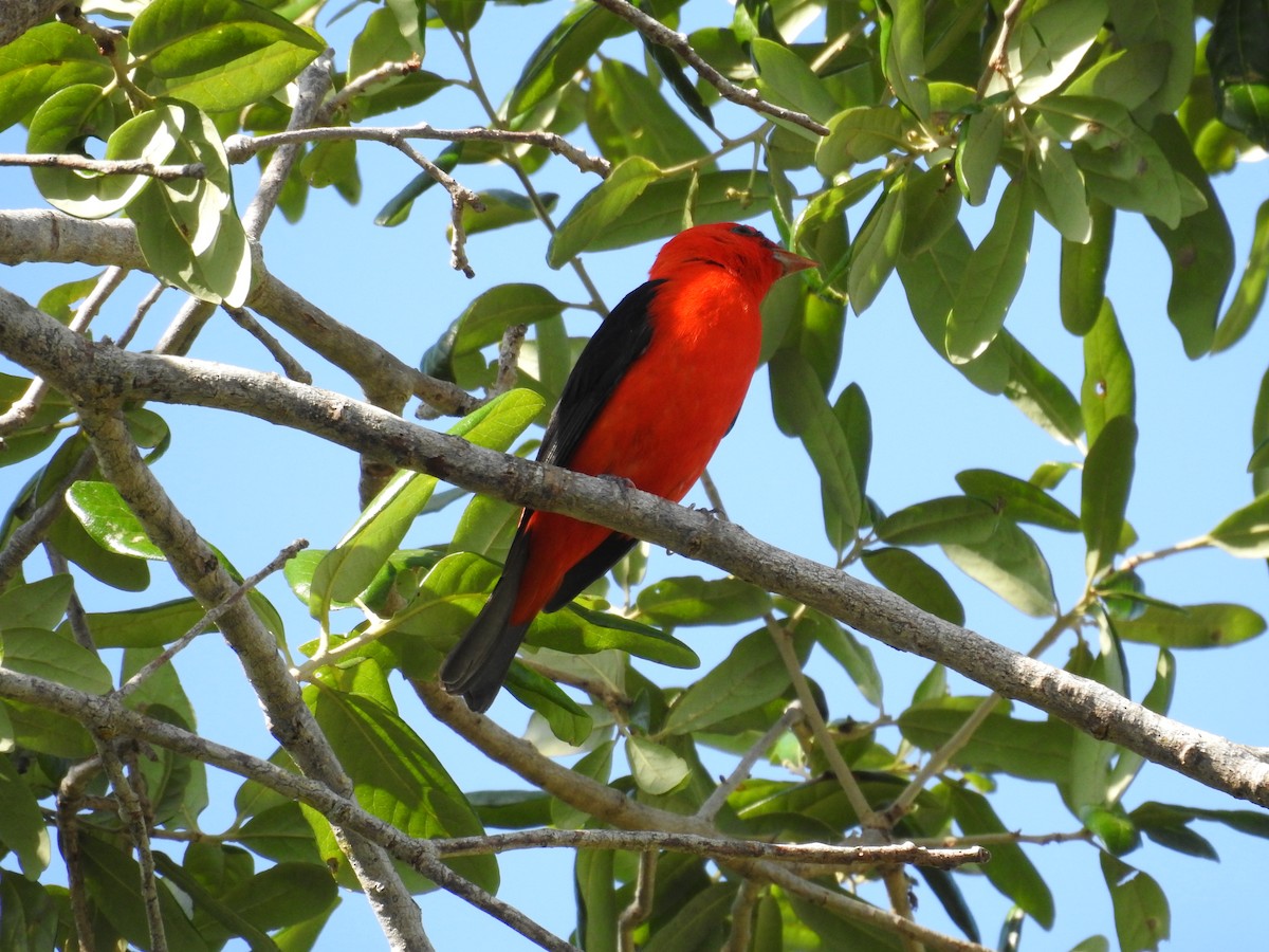 Scarlet Tanager - ML560401091