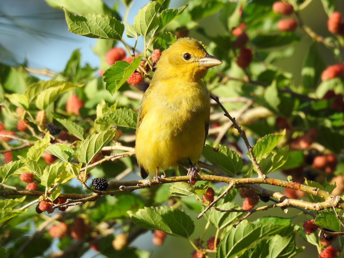 Scarlet Tanager - ML560401101