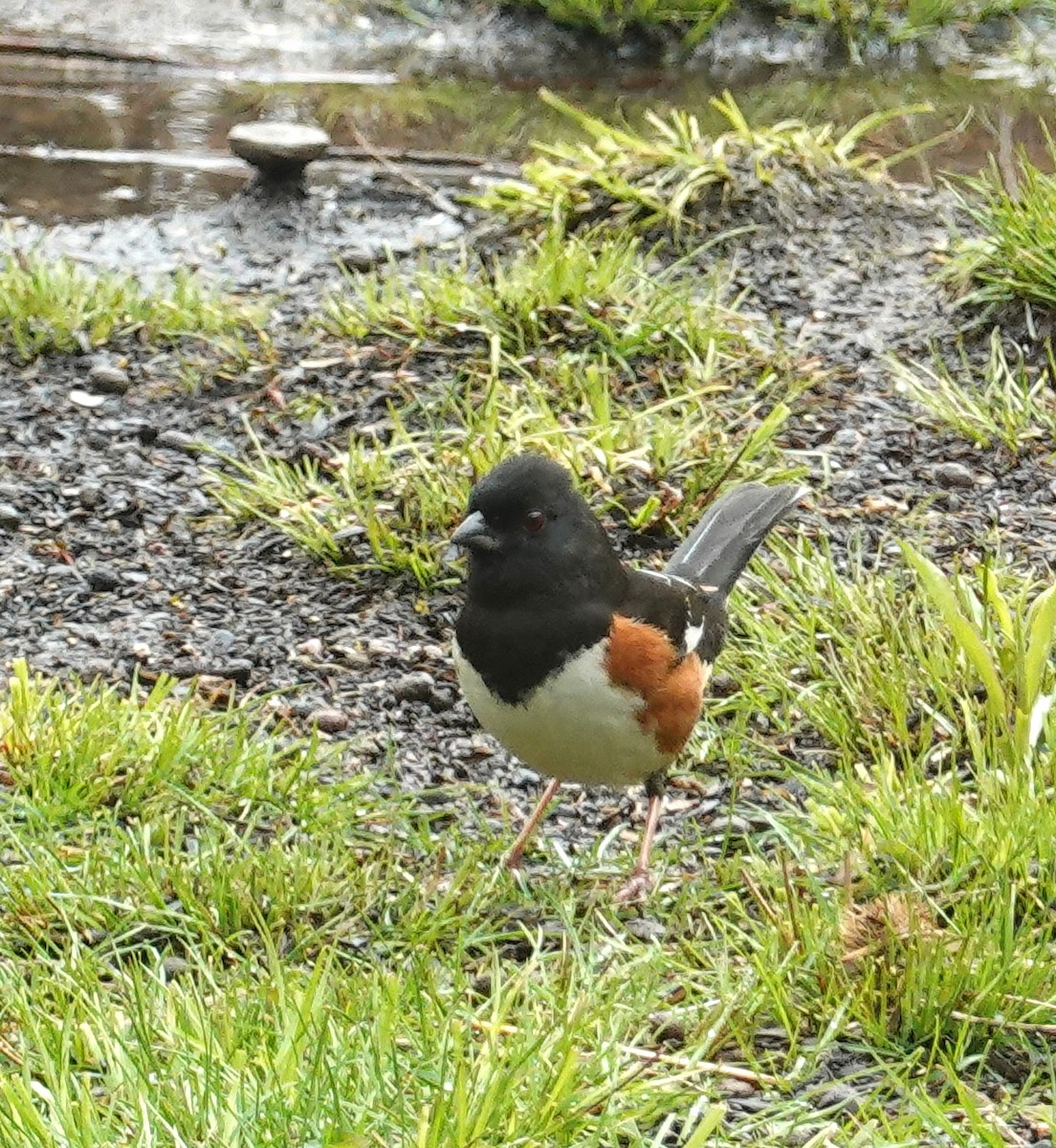 Eastern Towhee - ML560402031