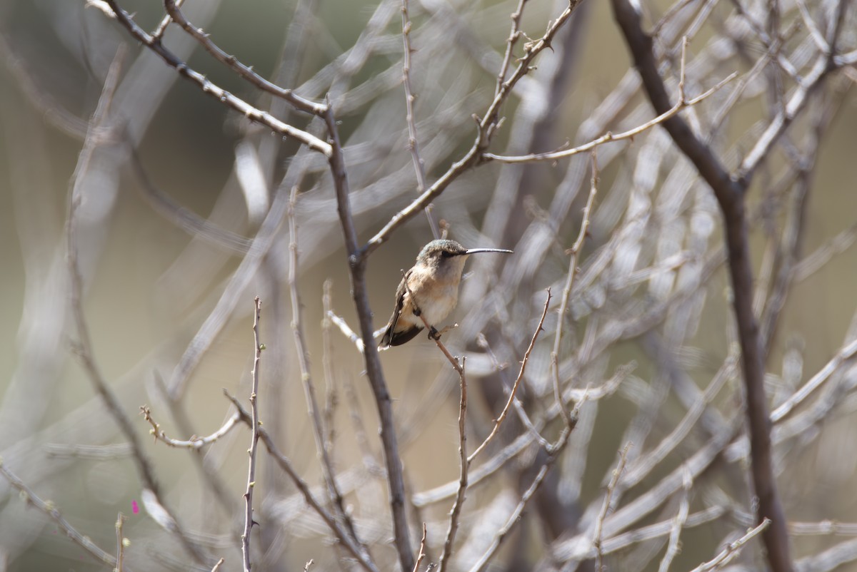 Lucifer Hummingbird - ML560402061