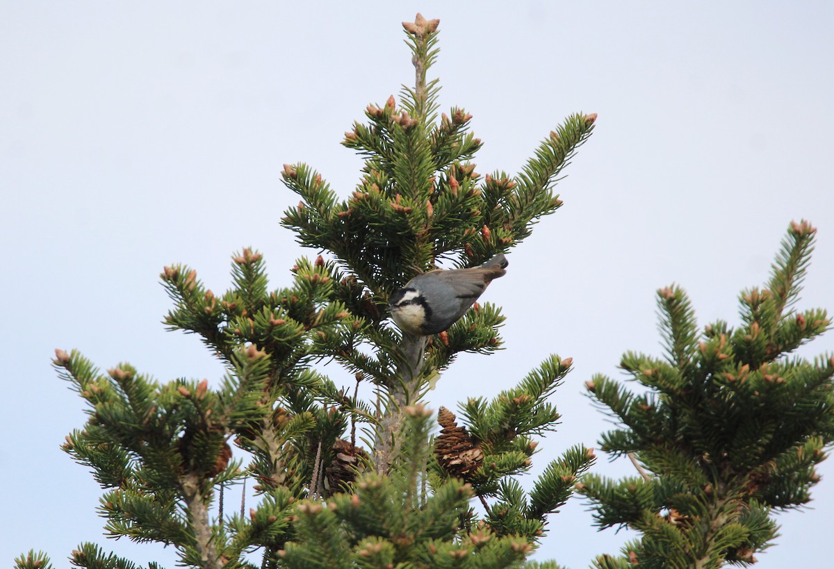 Red-breasted Nuthatch - ML56040271