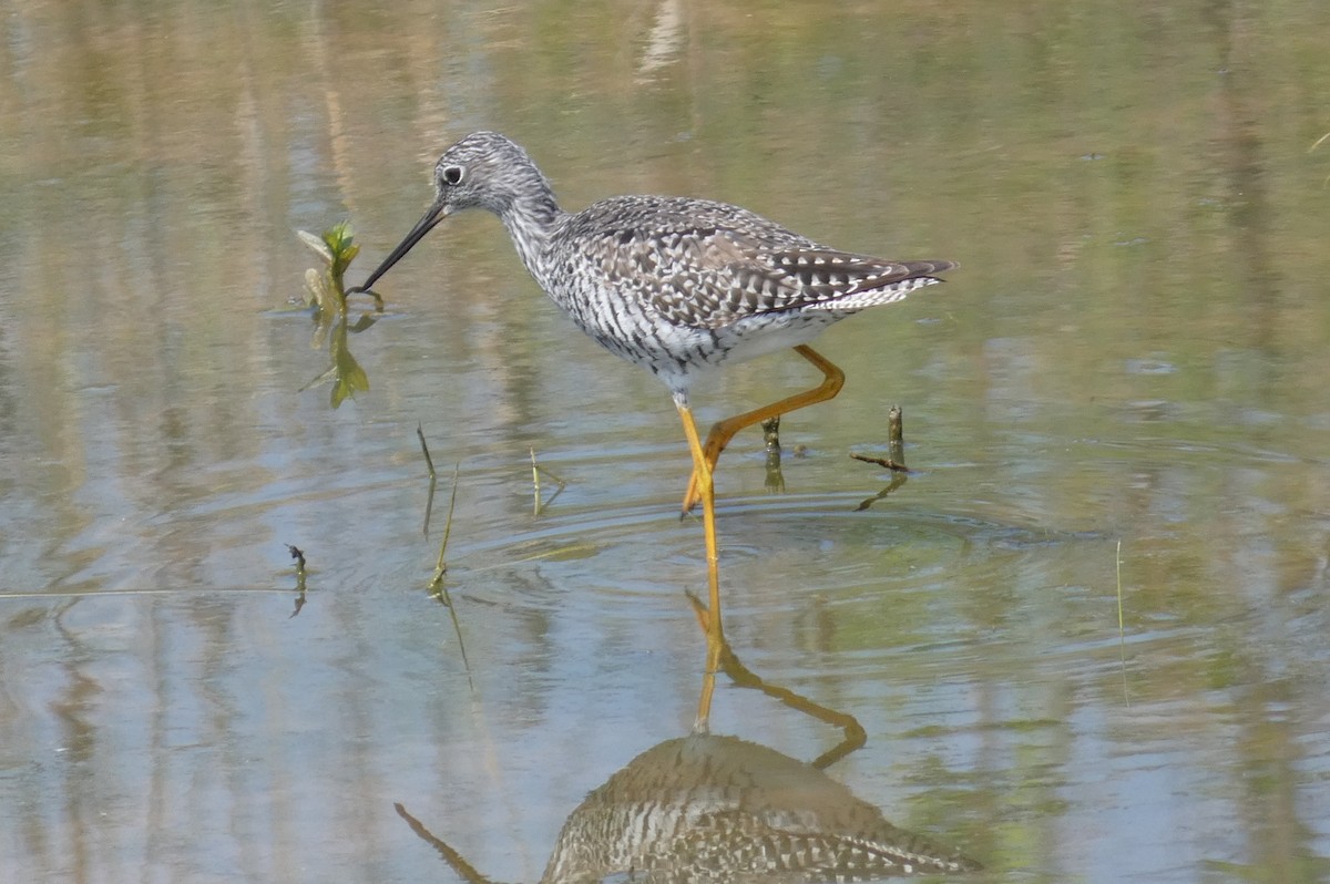 Greater Yellowlegs - Anonymous