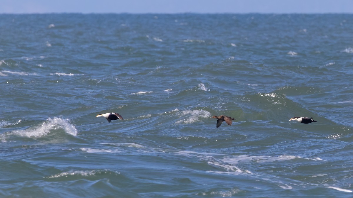 Common Eider - Lyall Bouchard