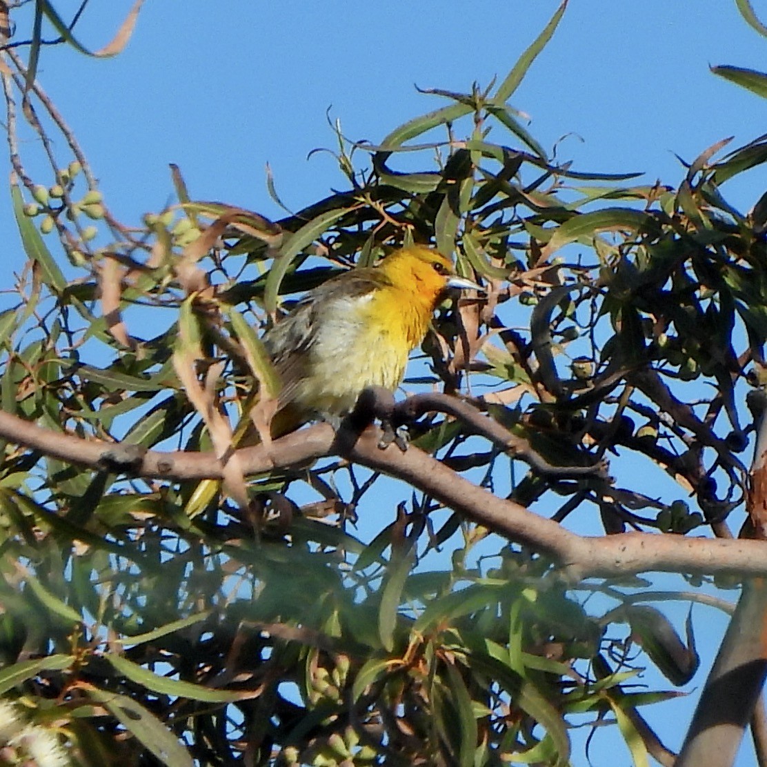 Oriole de Bullock - ML560403711