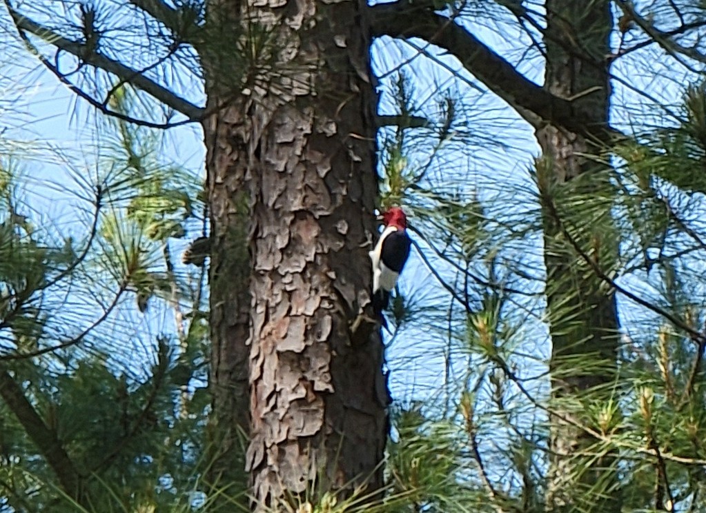 Red-headed Woodpecker - ML560404221