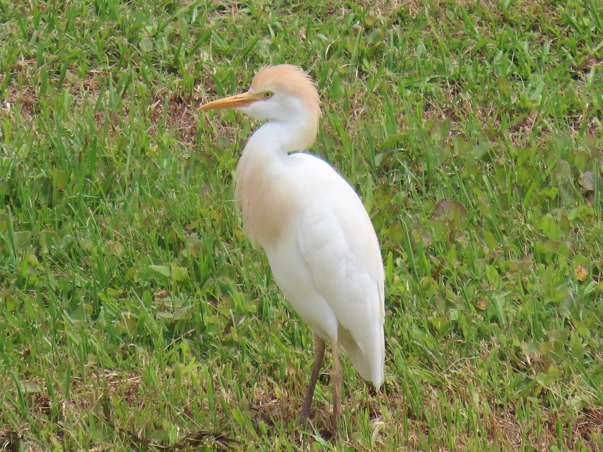 Western Cattle Egret - Pamela Stevenson