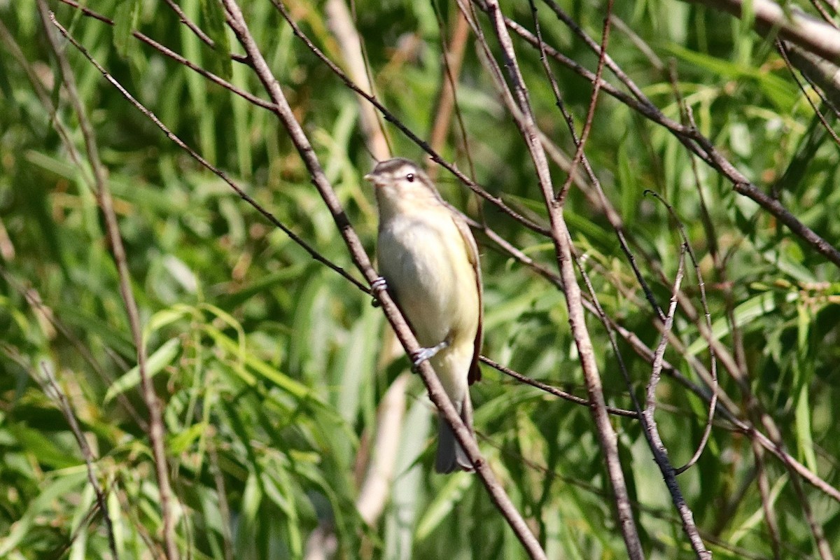 Warbling Vireo - ML560404451