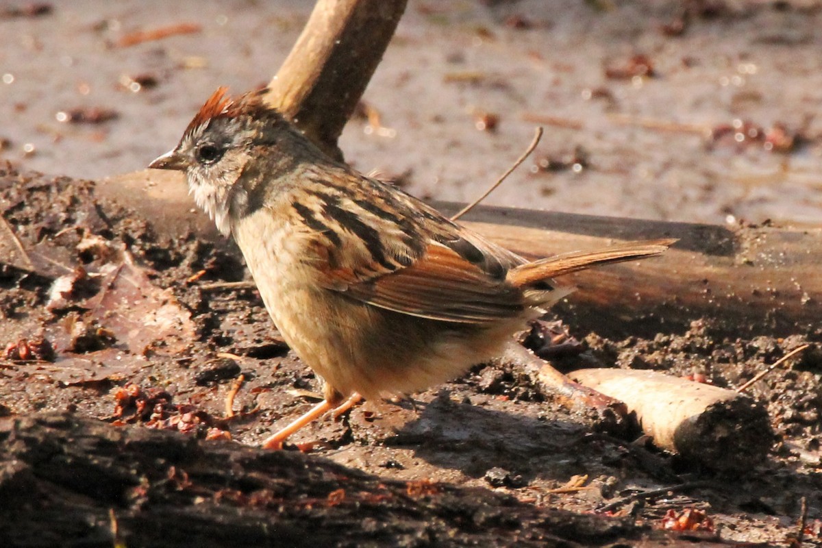 Swamp Sparrow - ML560404631