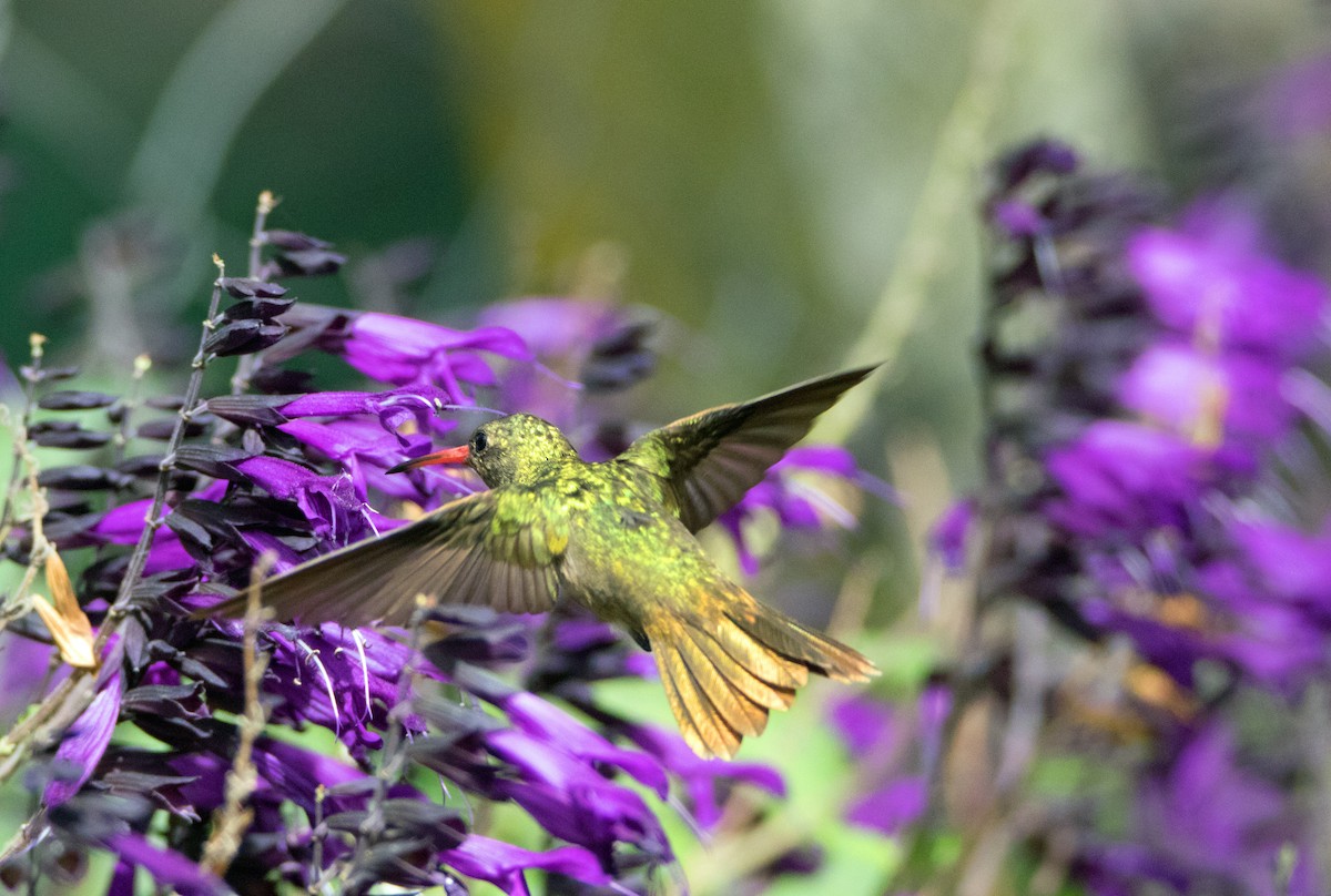 Gilded Hummingbird - Ken Pulvino