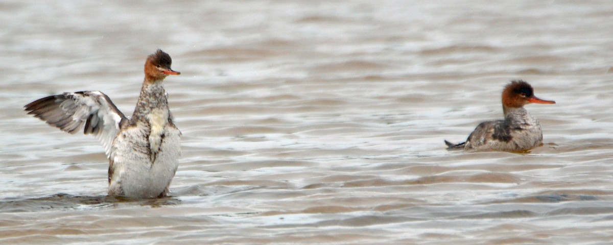 Red-breasted Merganser - ML56040521