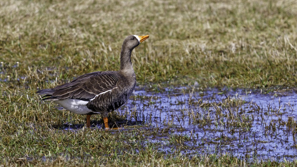 Greater White-fronted Goose - ML560406471