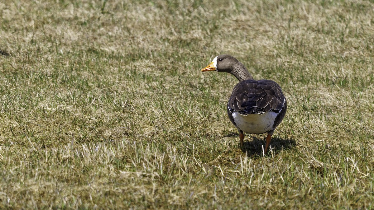 Greater White-fronted Goose - ML560406481