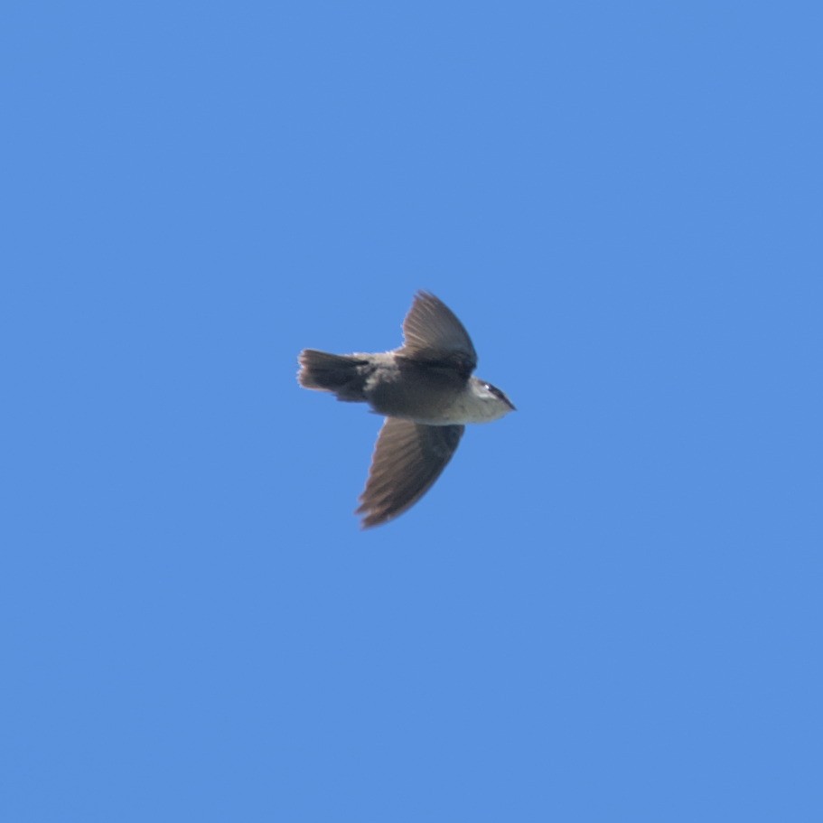 Vaux's Swift (Yucatan) - ML560406891