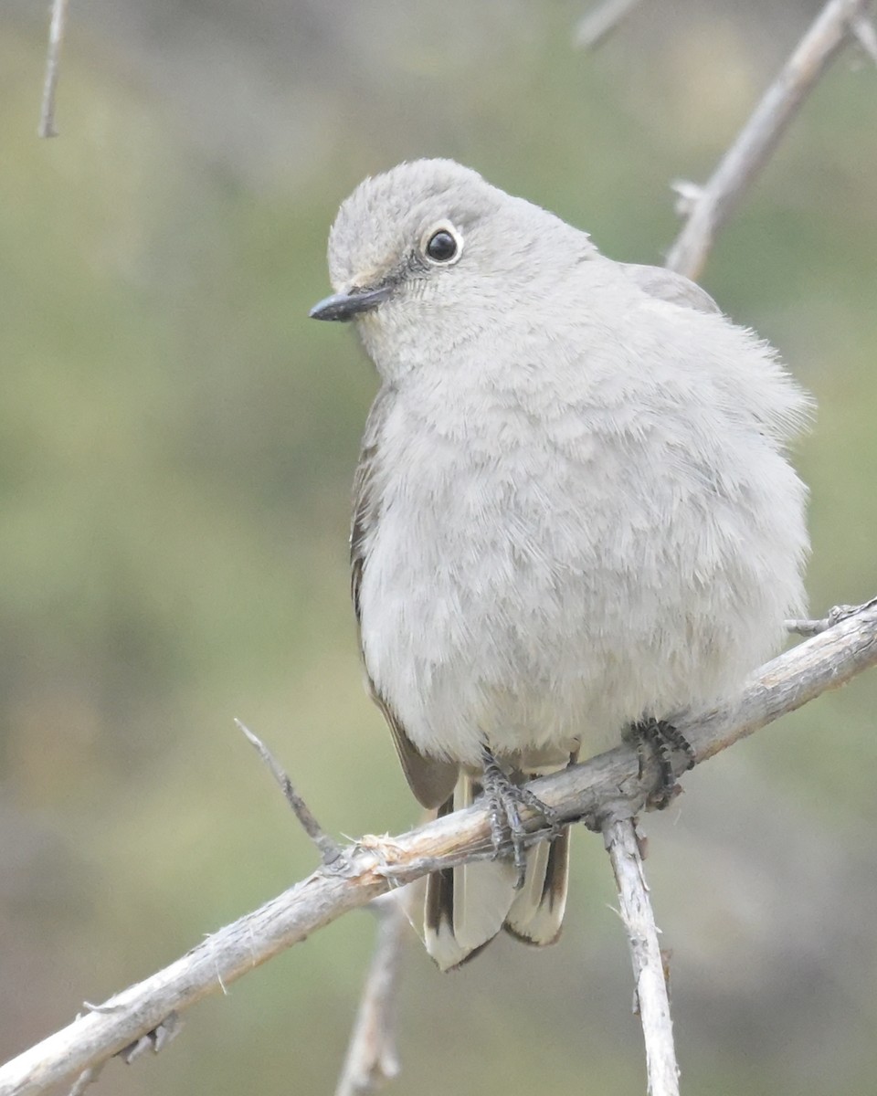 Townsend's Solitaire - ML560409911