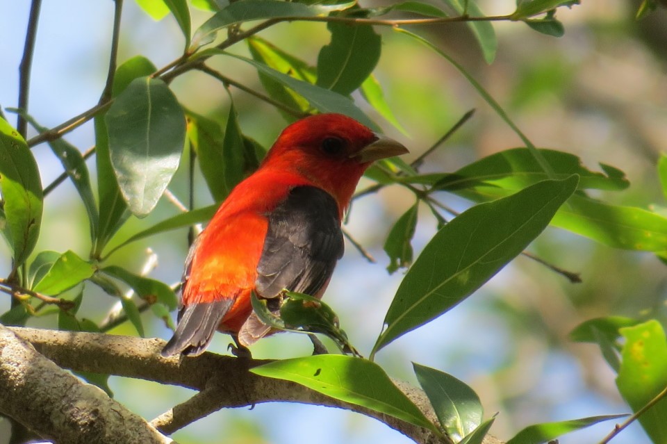 Scarlet Tanager - ML56041061