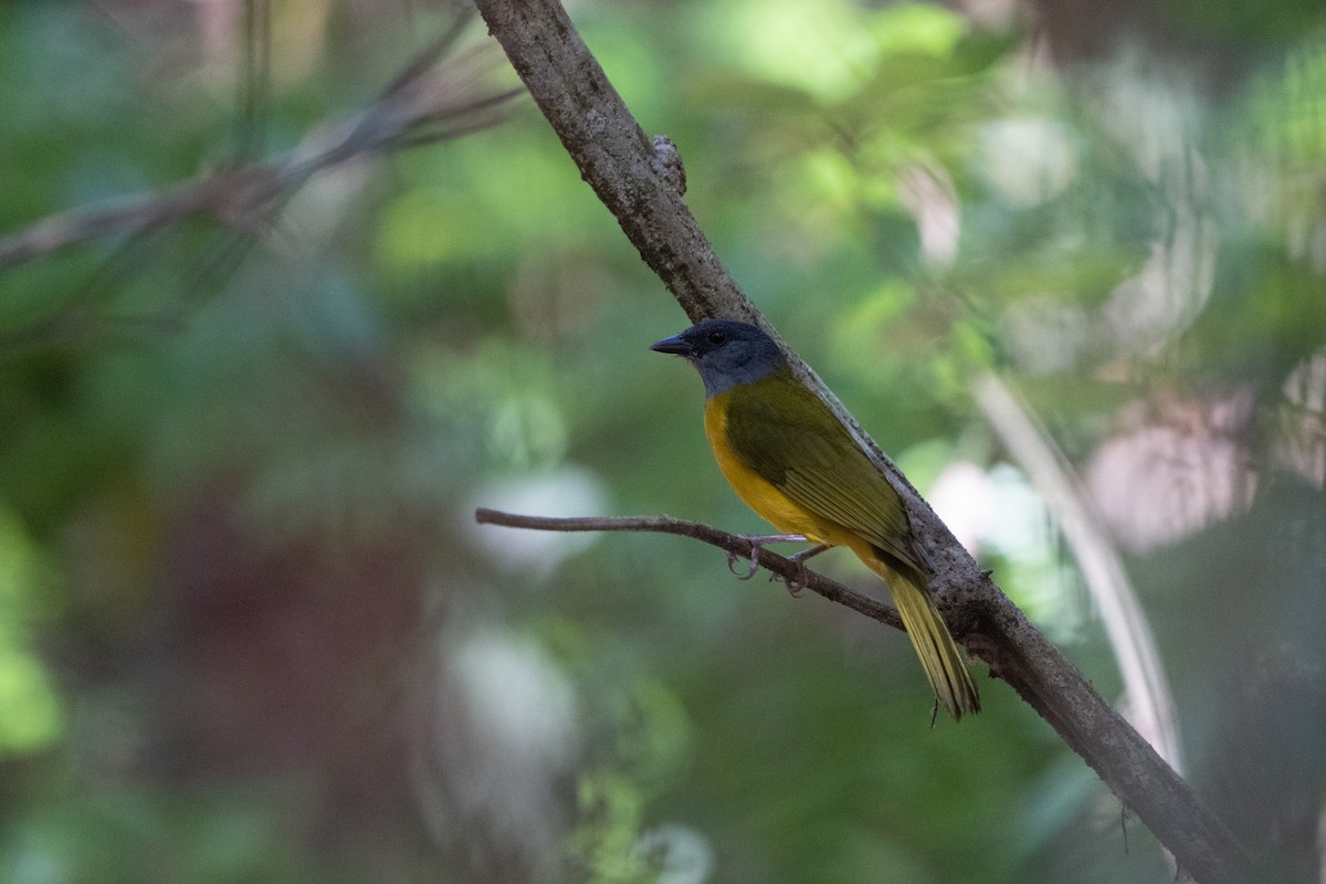 Gray-headed Tanager (Gray-crested) - Kyle Arpke