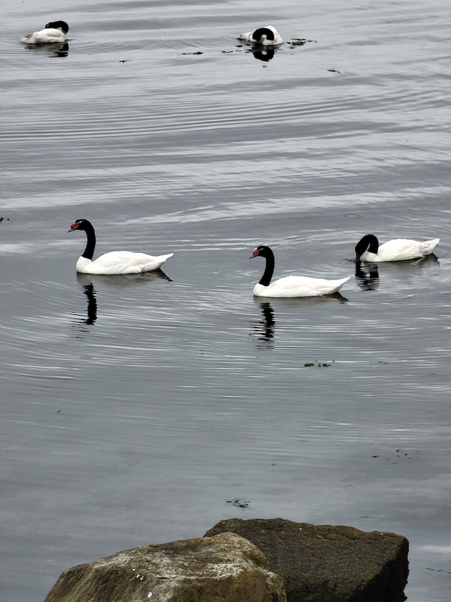 Black-necked Swan - ML560411161